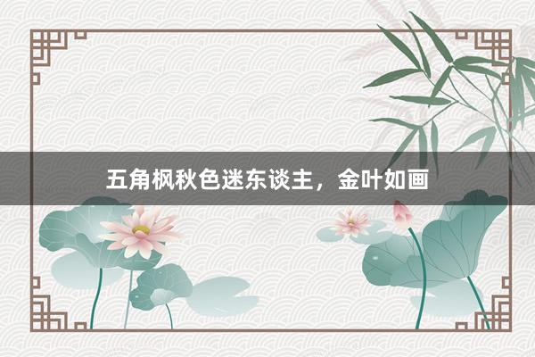 五角枫秋色迷东谈主，金叶如画